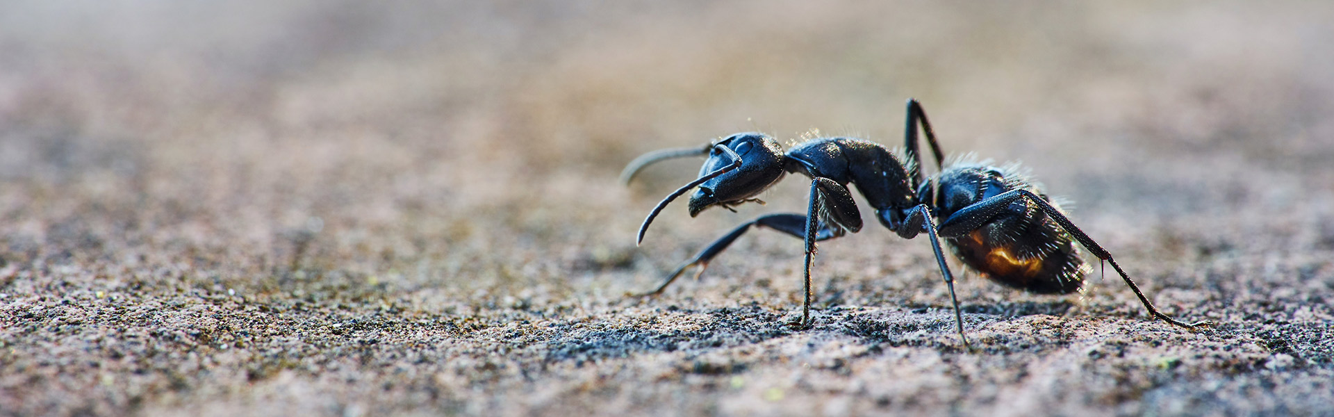 Como manter as formigas longe da comida do seu pet