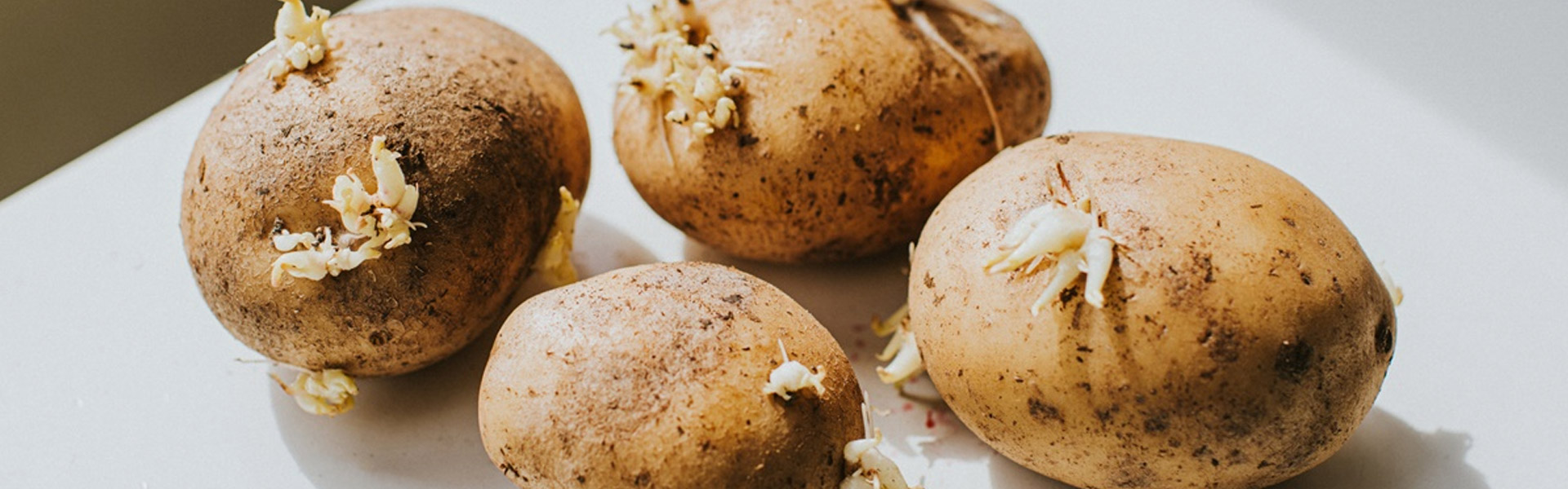 Batata com brotos