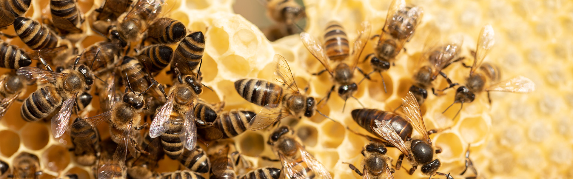 importância das abelhas para o equilíbrio ambiental